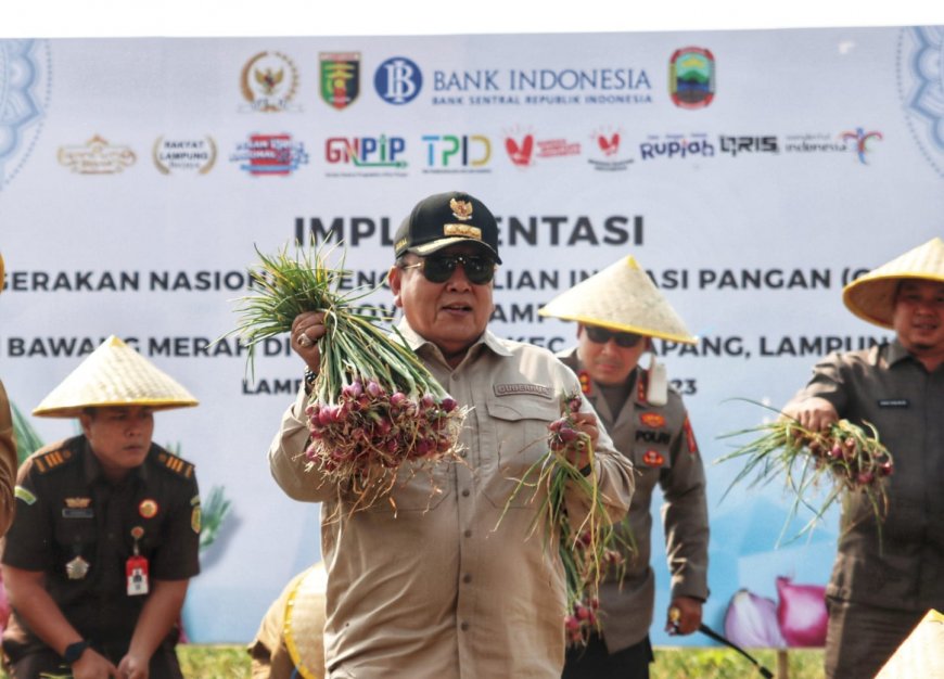 Gubernur Lampung Panen Bawang Merah di Desa Ruguk Lampung Selatan