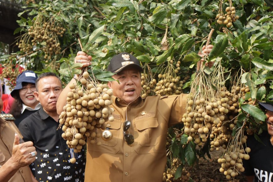 Kunjungan Kerja ke Lampung Timur Gubernur  Arinal Panen Raya Kelengkeng Itoh