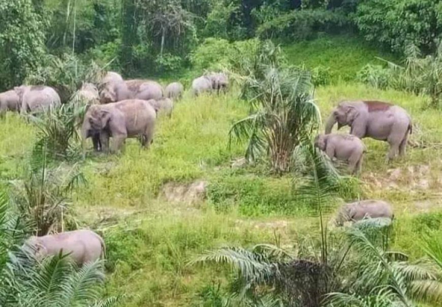 Kawanan Gajah Liar Serang Pemukiman Warga di Pesisir Barat Lampung, Kerugian Hampir Rp1 Miliar