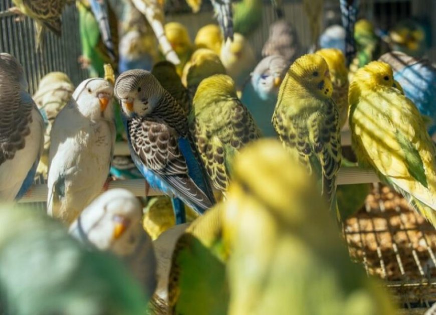 Penyelundupan Ratusan Burung Liar Gagal di Pelabuhan Bakauheni