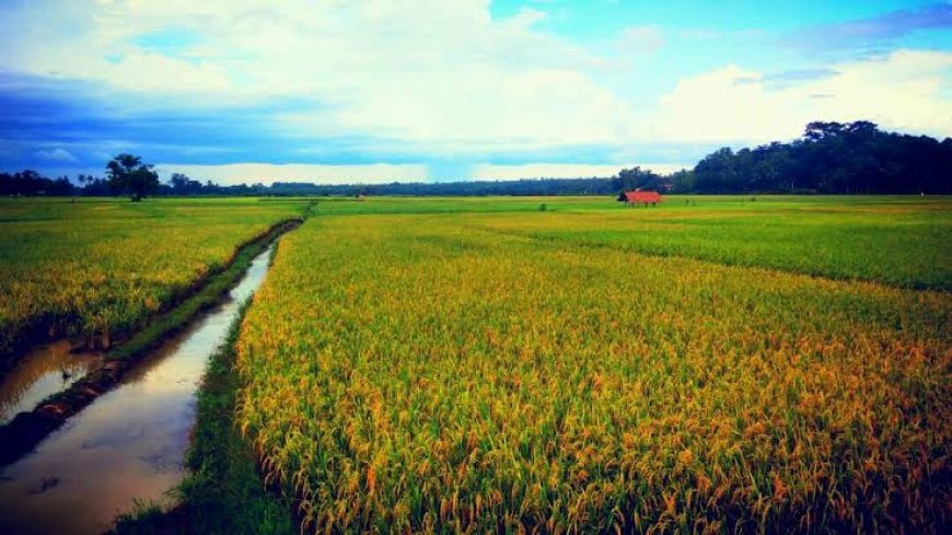 Produksi Gabah di Lampung Capai 1,6 Juta Ton di Tengah Upaya Ketahanan Pangan