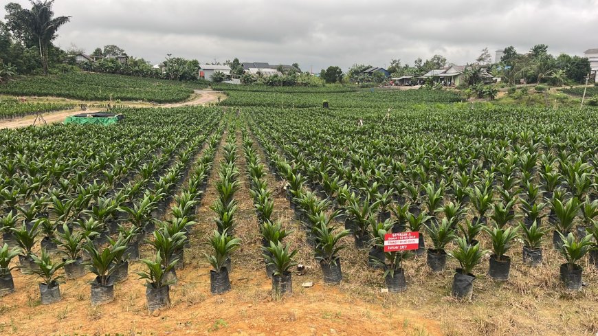 Center Sidonata: Penggerak Edukasi dan Penyedia Bibit Kelapa Sawit Unggul di Kalimantan Tengah