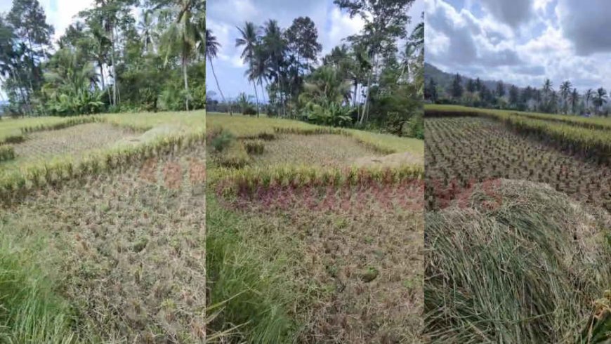 Maling Padi Mengganas di Tanggamus, Sawah Siap Panen Petani Jadi Sasaran