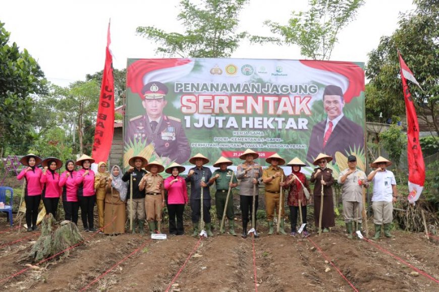 Lampung Barat Dorong Swasembada Pangan 2025 Lewat Penanaman Jagung Serentak