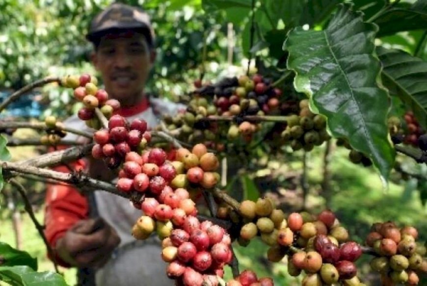 Harga Kopi Tembus Rp73 Ribu, Petani di Pagar Alam Sumringah