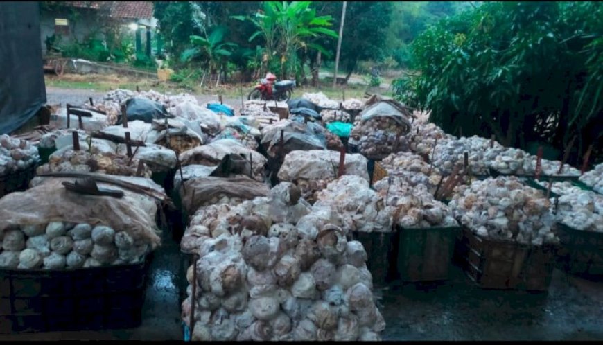 Alhamdulillah! Kenaikan Harga Karet Bantu Tingkatkan Pendapatan Petani di OKI