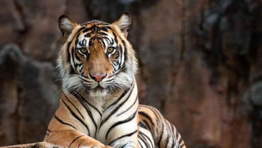 Tragis! Petani Kopi di Lambar Tewas Diterkam Harimau, Warga Diminta Waspada