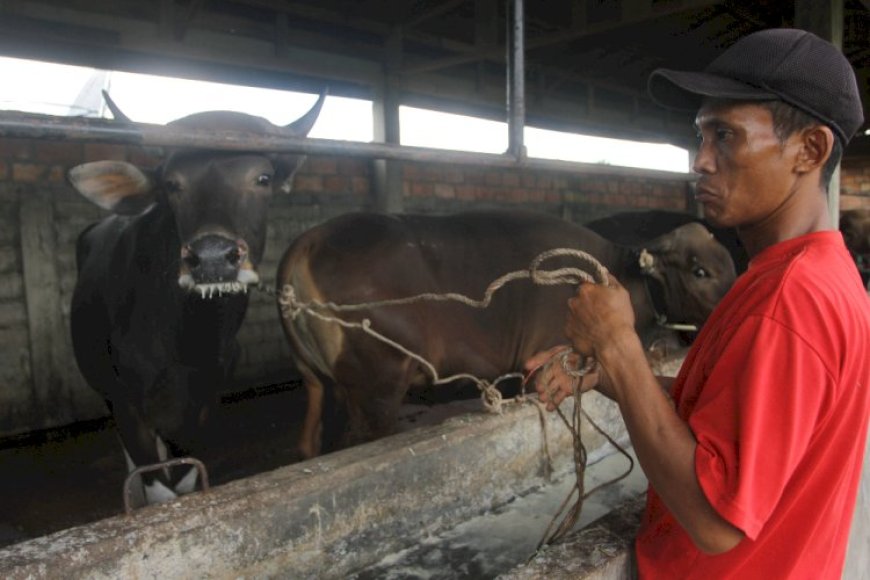 Modus Baru Pedagang Sapi di Sumsel, Loloskan Hewan dari Daerah Wabah Lewat Provinsi Tetangga