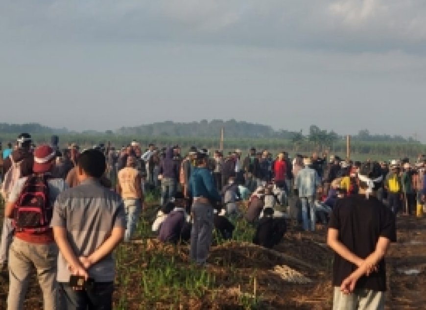 Warga Tiga Kampung di Lampung Tengah Duduki dan Tanami Lahan Sawit PT BSA