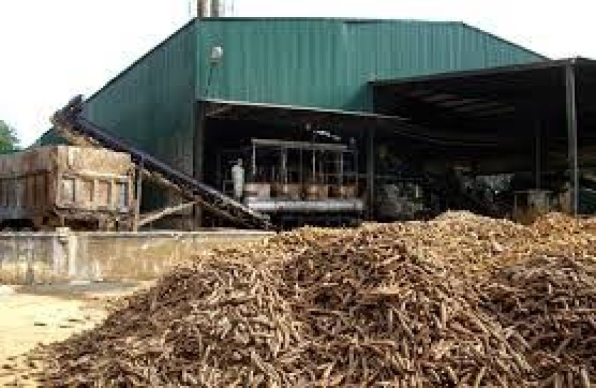 Harga Singkong Anjlok, Petani Diminta Waspada Dampak Lesunya Permintaan Tapioka Dunia