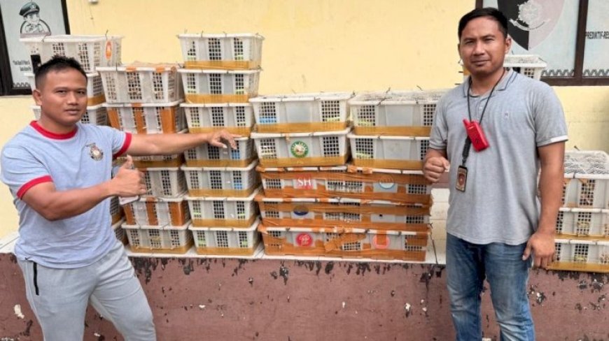 Polisi Gagalkan Penyelundupan 1.300 Burung di Pelabuhan Bakauheni