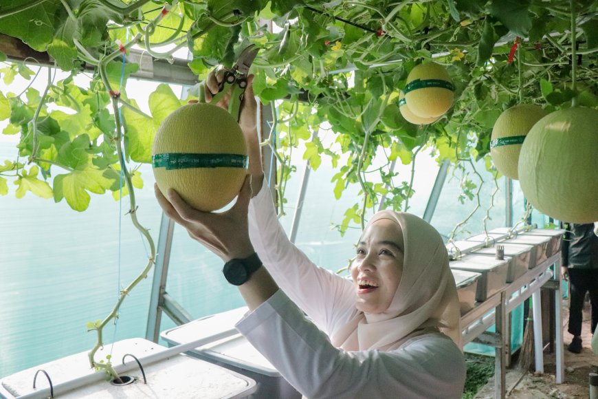 PKK Lampung Dorong Peningkatan Ekonomi Keluarga Lewat Panen Raya di Agropark Sabah Balau